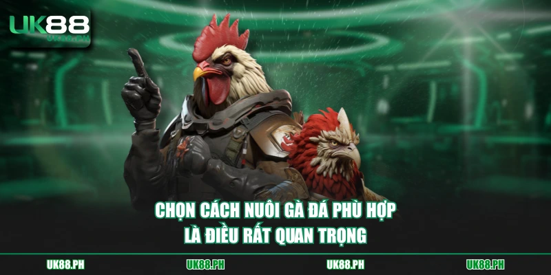 Chọn cách nuôi gà đá phù hợp là điều rất quan trọng