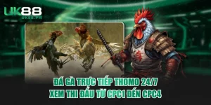 Đá gà trực tiếp Thomo 24/7