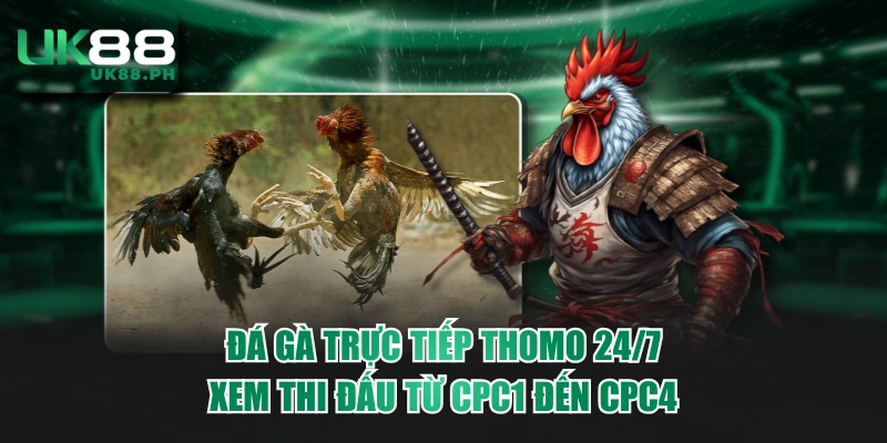 Đá gà trực tiếp Thomo 24/7