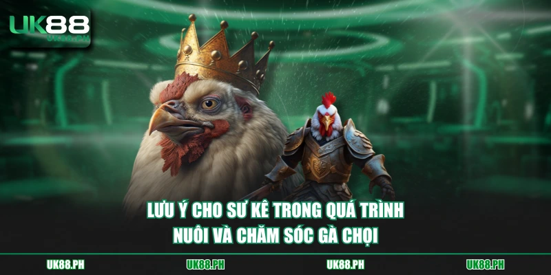 Lưu ý cho sư kê trong quá trình nuôi và chăm sóc gà chọi