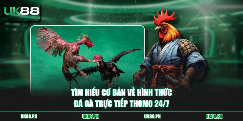 Tìm hiểu cơ bản về hình thức đá gà trực tiếp Thomo 24/7