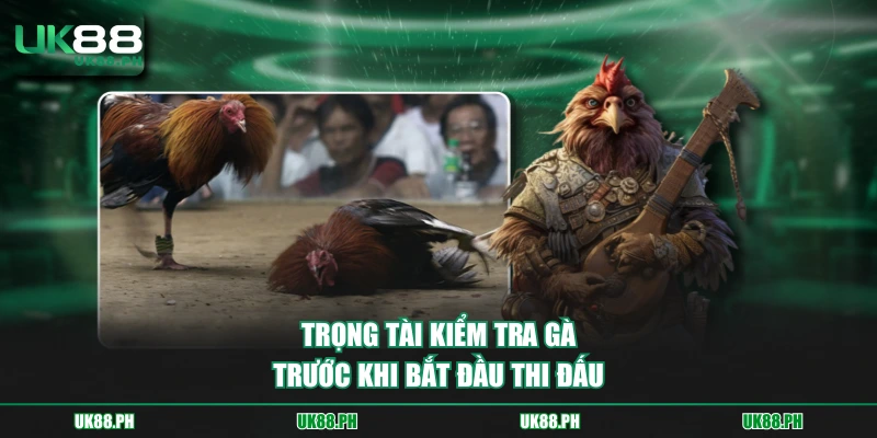 Trọng tài kiểm tra gà trước khi bắt đầu thi đấu