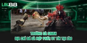 Trường gà Savan