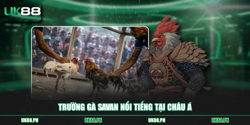 Trường gà Savan nổi tiếng tại châu Á