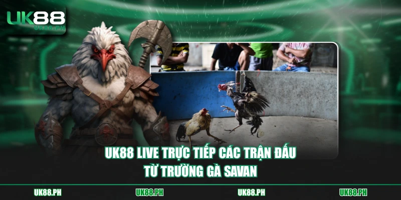 UK88 live trực tiếp các trận đấu từ trường gà Savan