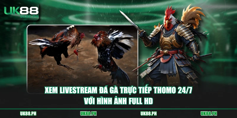 Xem livestream đá gà trực tiếp thomo 24/7 với hình ảnh full HD